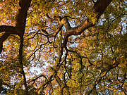 autumn21