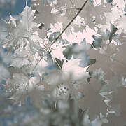spring20